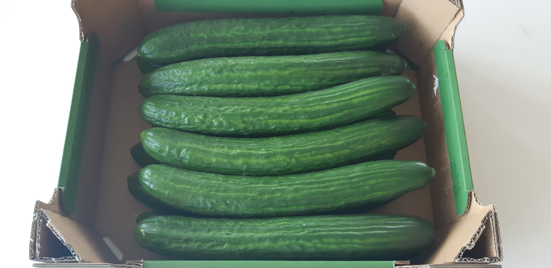 Venderé una gran variedad de pepino de invernadero