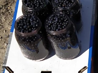 Venderé bayas del bosque frescas y puras de mi