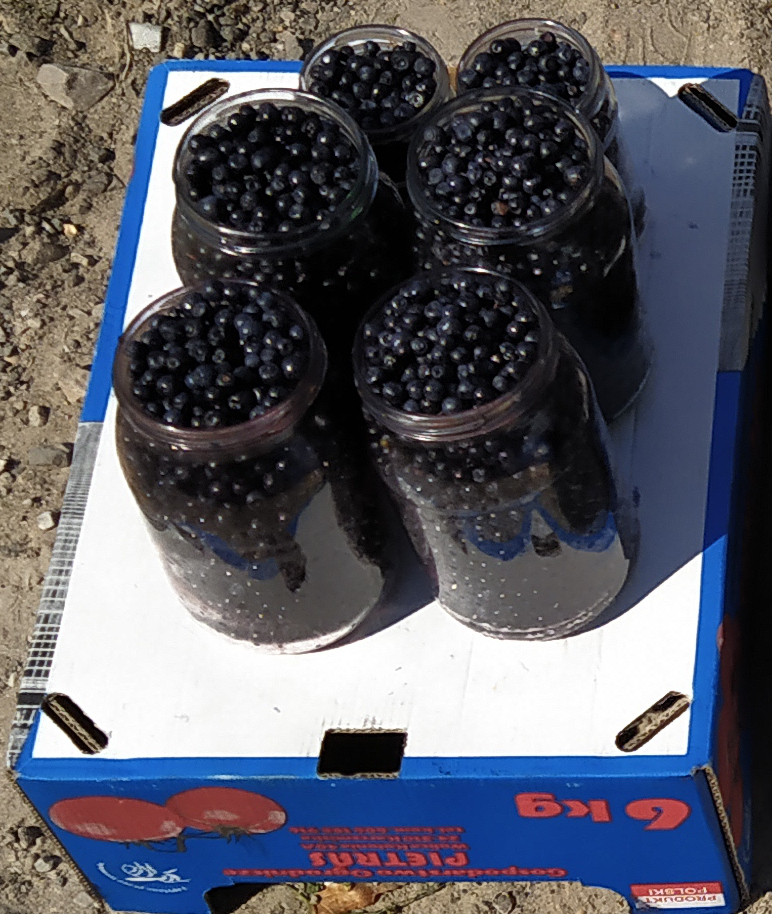 Venderé bayas del bosque frescas y puras de mi propia cosecha