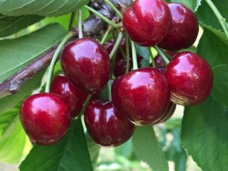Buenos días, vendo cerezas GRANDES, jugosas sin gusanos, variedades