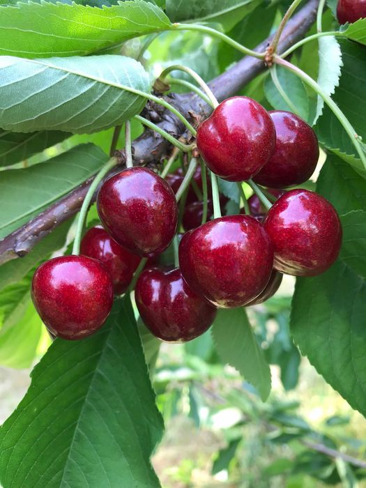 Buenos días, vendo cerezas GRANDES, jugosas sin gusanos, variedades Vanda, Kordia, Regina