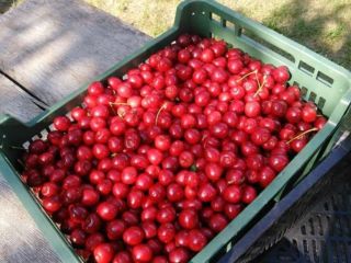 Venderé cerezas recién recolectadas a pedido con anticipación. Las