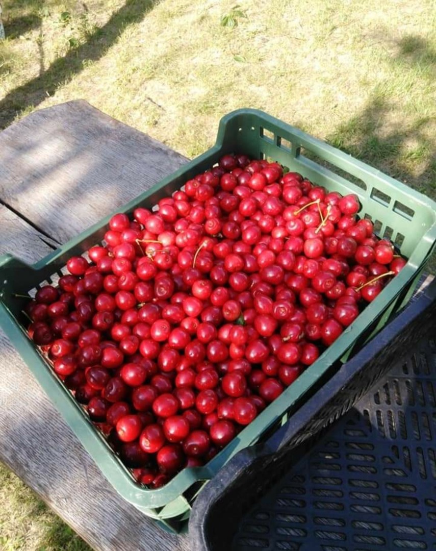 Venderé cerezas recién recolectadas a pedido con anticipación