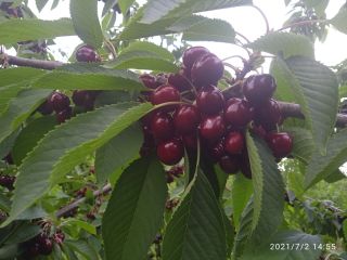 Venderé cerezas a 5 kg PLN