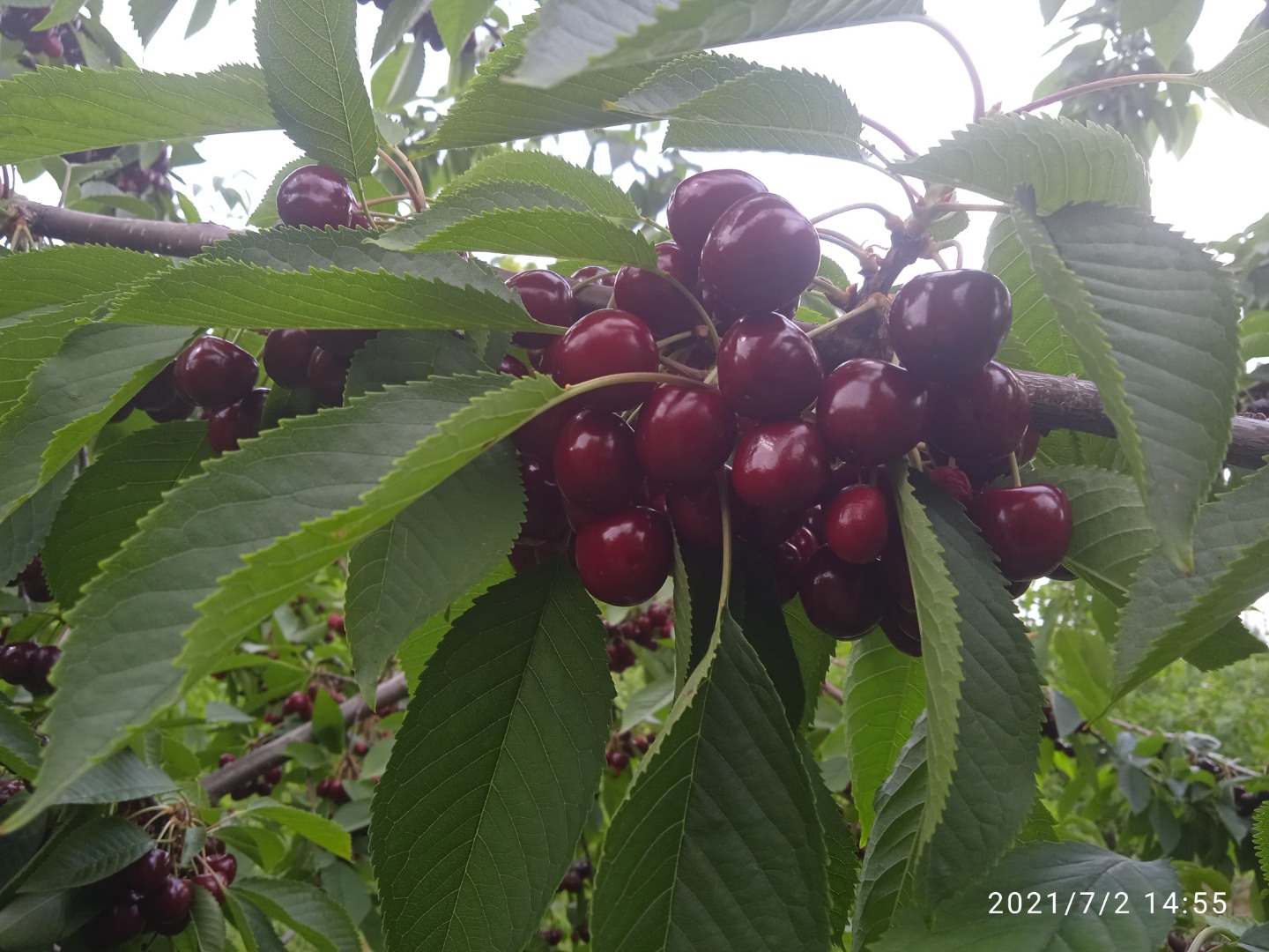 Venderé cerezas a 5 kg PLN