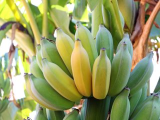 Venta de bananos. País de origen: Costa Rica. La