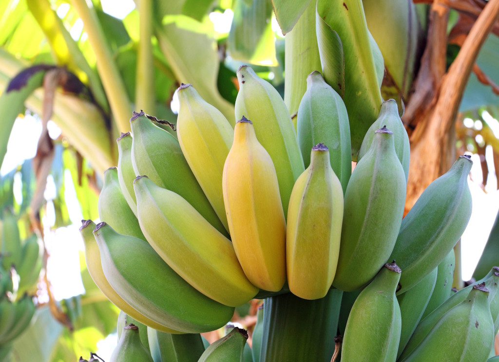 Venta de bananos