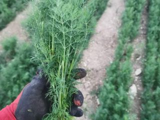 Soy un productor de hortalizas, ofrezco hinojo y eneldo