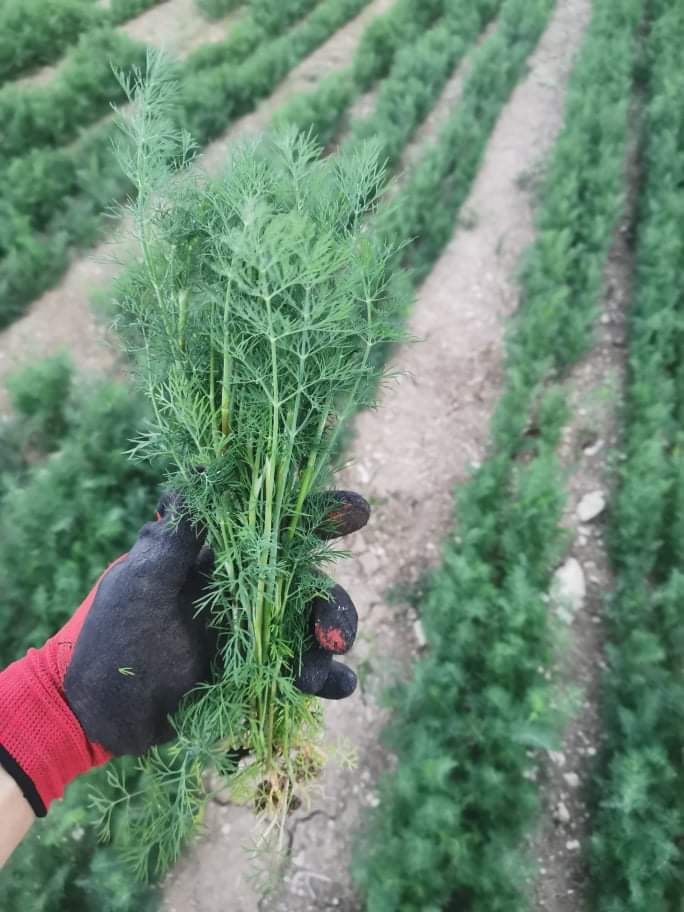 Soy un productor de hortalizas, ofrezco hinojo y eneldo en cantidades al por mayor