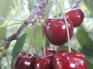 Venderé cerezas de mi propia finca. Diferentes variedades. Exportación