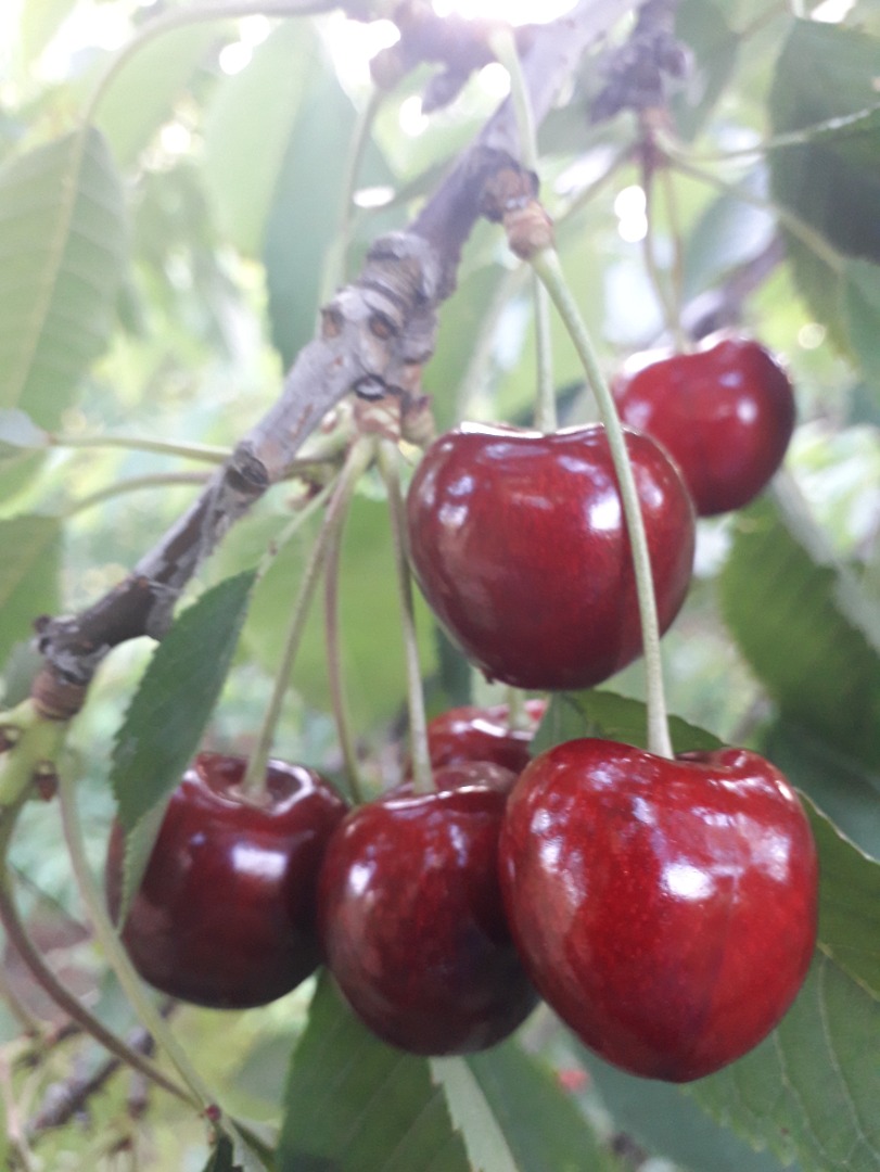 Venderé cerezas de mi propia finca