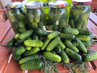 Venta de pepinos molidos. Perfecto para conservas - pepinillos,