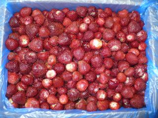 Venderé fresas congeladas. País de origen: Egipto. - Clase