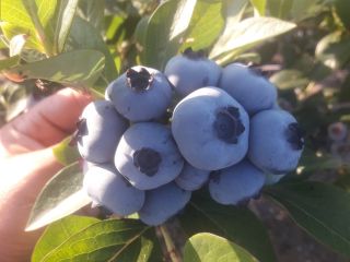 Arándano americano para la venta. Plantación de 2ha. Cosecha
