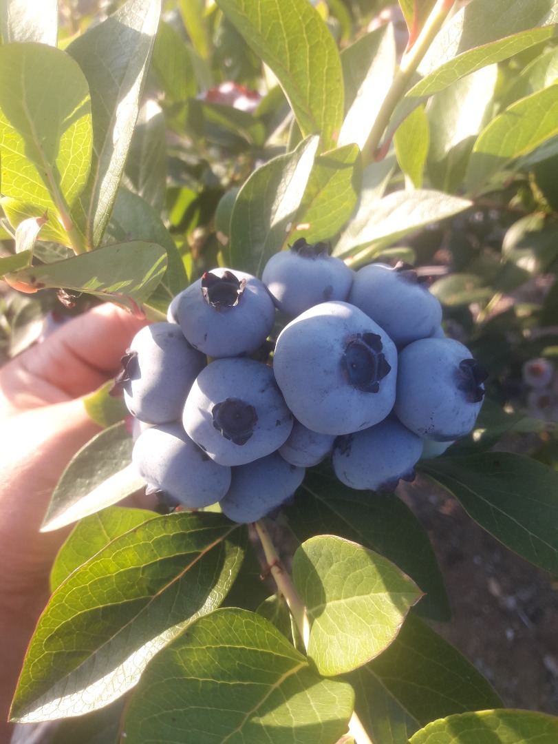 Arándano americano para la venta