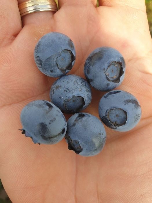Para ventas minoristas y mayoristas, ofrezco arándanos de nuestra plantación familiar (3ha)