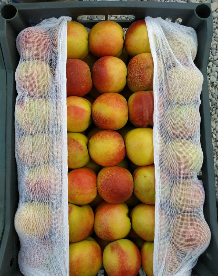 ( whatsapp) Estimados clientes, les ofrezco dulces diferentes tipos de uvas y nectarinas a precios comparativos desde Uzbekistán