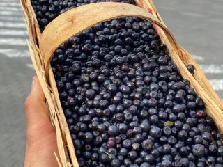 Compro 500-1000 cestas de arándanos todos los días. Por