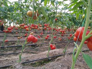 Vendo tomates. Tienen grandes cantidades.