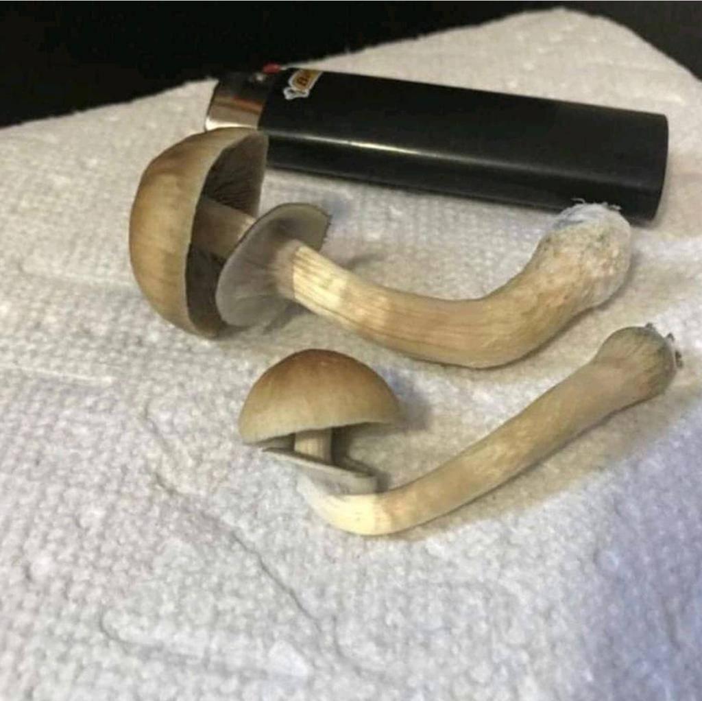 SALAS DE PSILOCIBINA ▪ hongo mágico ▪ gorro de libertad ▪psilocybe México ▪psilocybe azurescens ▪panaeolus cyanescens ▪panaeolus cinctulus ▪conocybe cyanopus ▪
