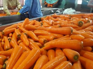 VIETNAM FRESH ZANAHORIA podemos ofrecerle una gran cantidad en