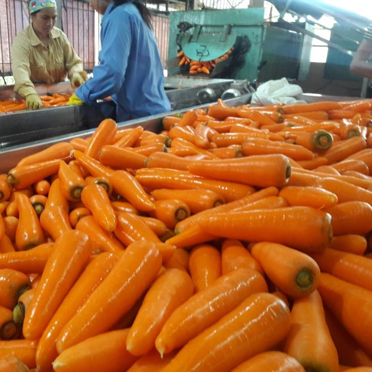 VIETNAM FRESH ZANAHORIA podemos ofrecerle una gran cantidad en poco tiempo