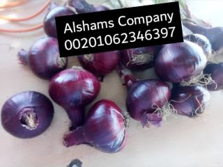 Somos ALshams para importación y exportación en general. Podemos