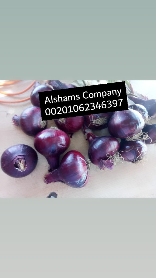 Somos ALshams para importación y exportación en general