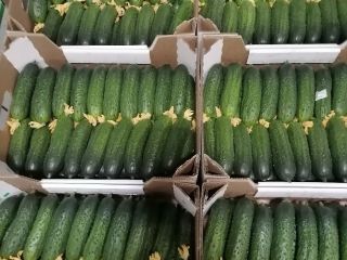 Vendo pepinos de invernadero de Bielorrusia, lisos y largos.