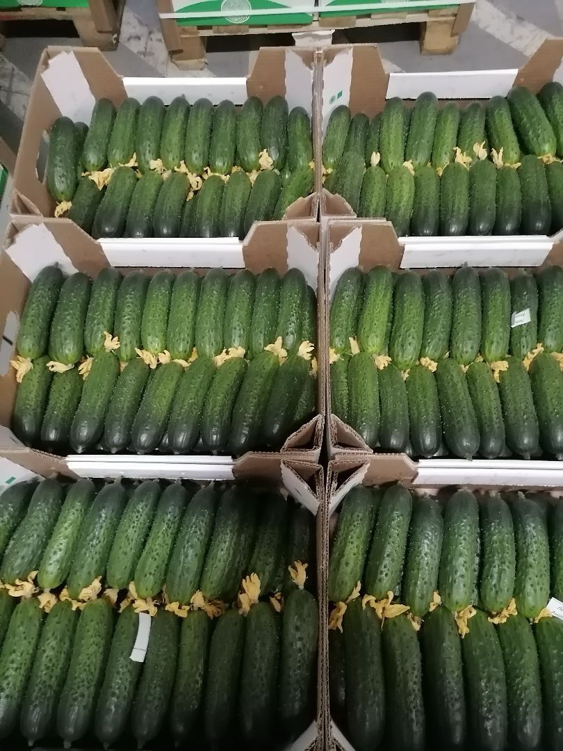 Vendo pepinos de invernadero de Bielorrusia, lisos y largos