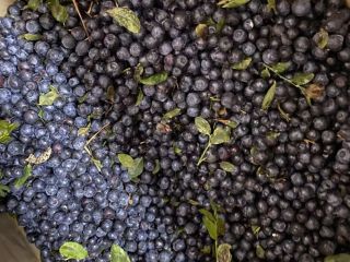 Venderé arándanos negros del bosque de Bielorrusia, congelados, limpiados