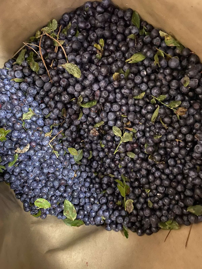 Venderé arándanos negros del bosque de Bielorrusia, congelados, limpiados mecánicamente - Cantidades de camiones