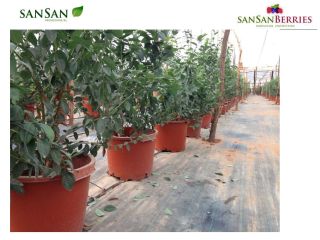 In Sansan we produce pots for Blueberries, Raspberries, Blackberries