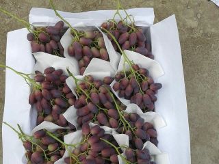 Estimados clientes, les ofrezco diferentes tipos de uvas dulces