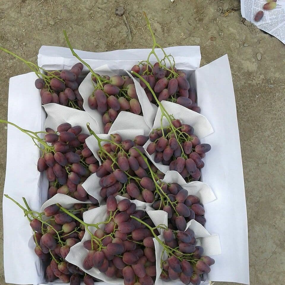 Estimados clientes, les ofrezco diferentes tipos de uvas dulces de Uzbekistán