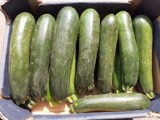 Calabacín, variedad Cora F1. Calibre 250-500g bienes comerciales agradables.