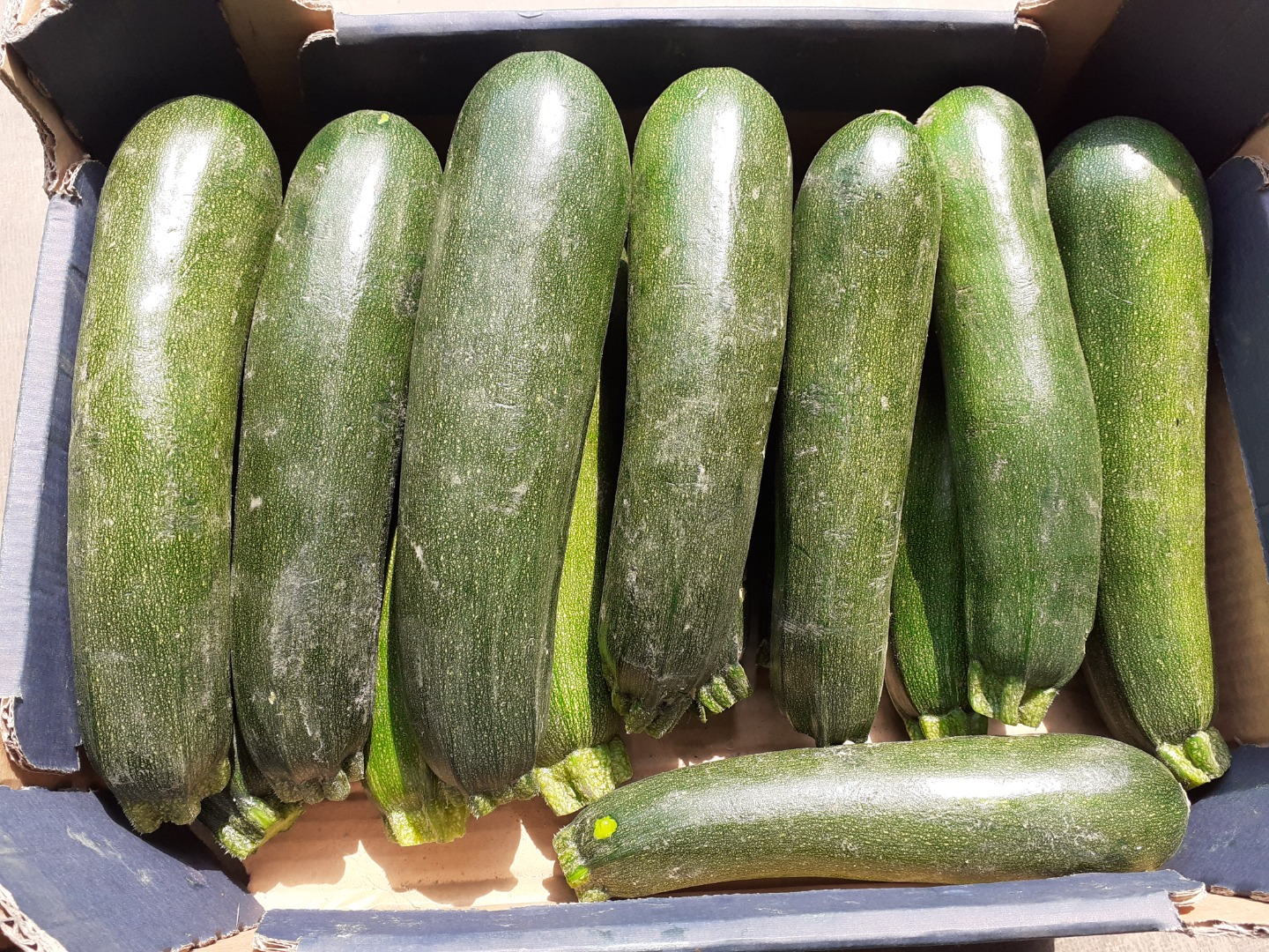 Calabacín, variedad Cora F1