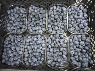 Compraré arándanos envasados en 250g, unas 5 toneladas a