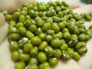 100% 2020 al por mayor Frijoles mungo verde para