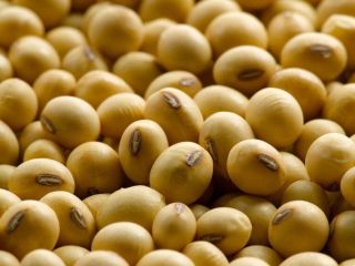 Cultivo 2020 Habas de soja amarilla con alto contenido