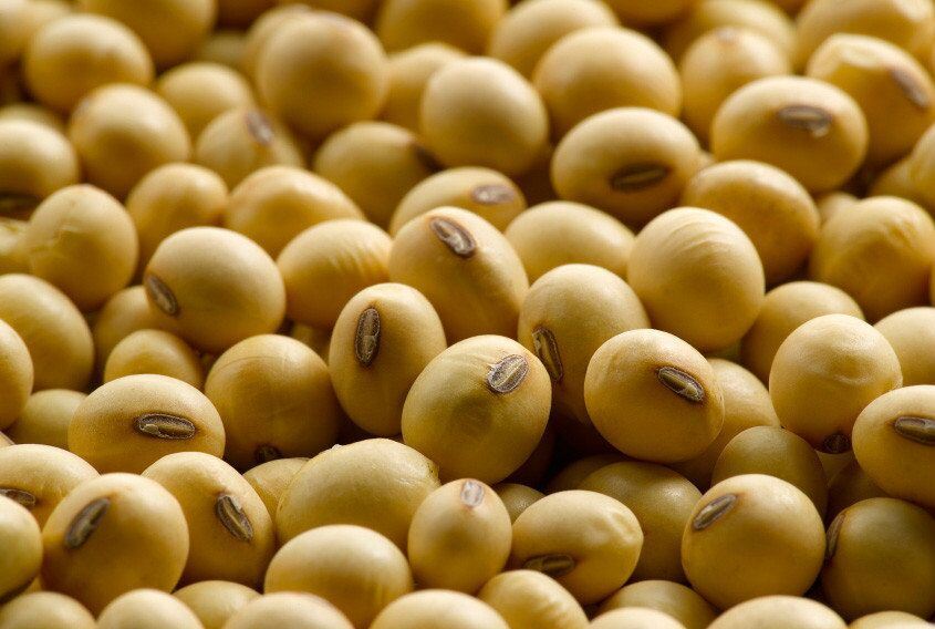 Cultivo 2020 Habas de soja amarilla con alto contenido proteico Embalaje: bolsa tejida PP de 25 kg, 20 MT / 20 ′ FCL (sin paletas) Vida útil / almacenamiento: