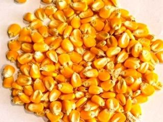 Maíz seco amarillo de la mejor calidad al mejor