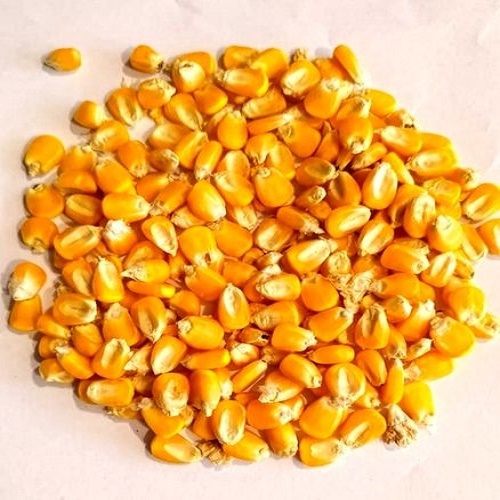 Maíz seco amarillo de la mejor calidad al mejor precio Grado '1' - Humedad: 14% máx