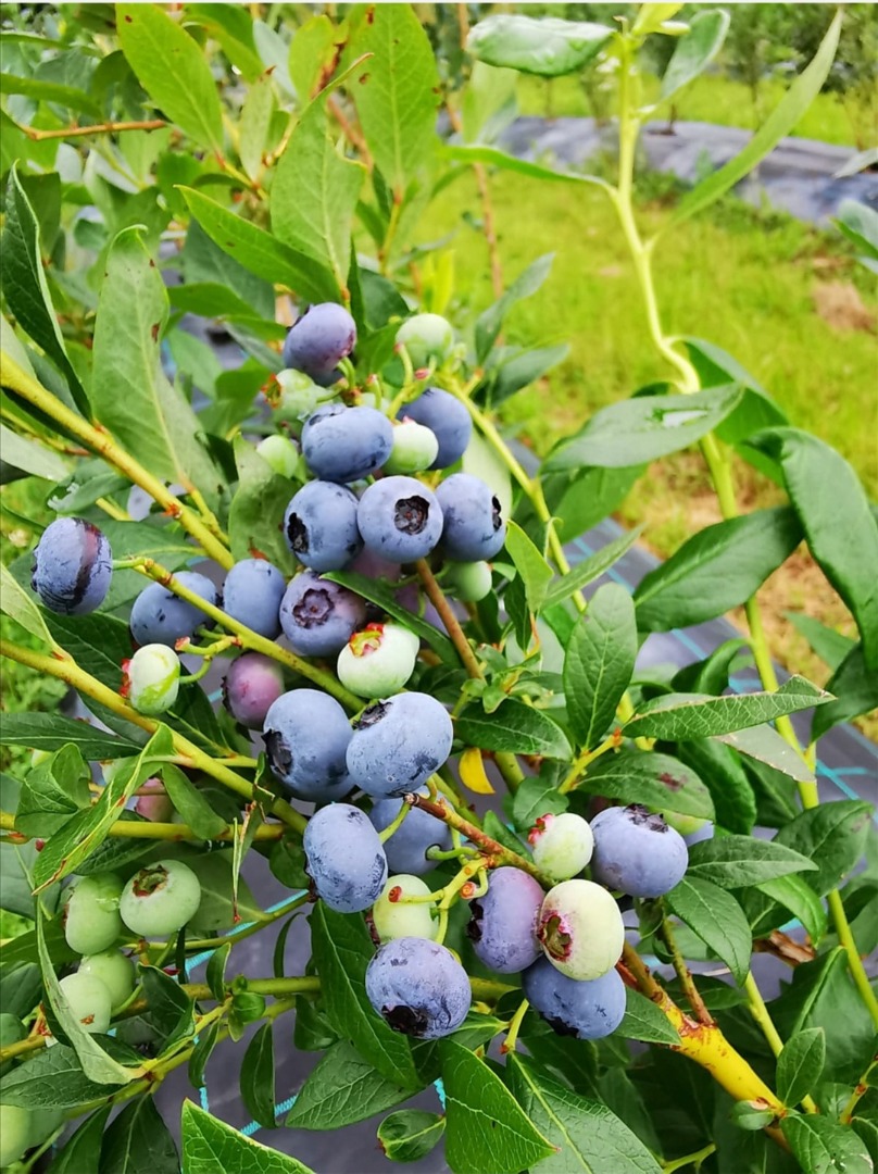 Vendo arándanos cultivados