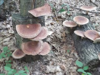 Vendo 250 kg de setas SHIITAKE frescas, obtenidas en