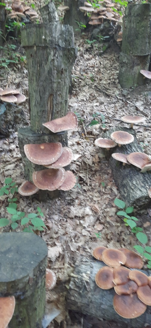 Vendo 250 kg de setas SHIITAKE frescas, obtenidas en troncos caducifolios del bosque, de gran tamaño (PREMIUM), con certificación ecológica ECOCERT France