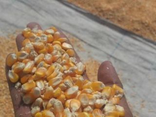 Maíz amarillo seco Venta caliente y alta calidad Maíz