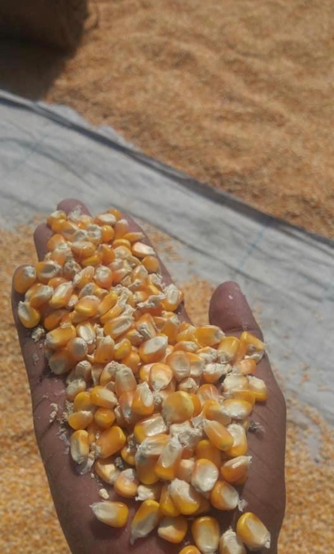 Maíz amarillo seco Venta caliente y alta calidad Maíz blanco sin OGM a precio razonable Precio: $ 90 -250 / Tonelada métrica Empaque: 25/50 Kg PP de bolsas de