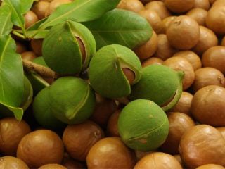NUECES DE MACADAMIA SIN CÁSCARA: ESPECIFICACIONES: NUECES DE MACADAMIA