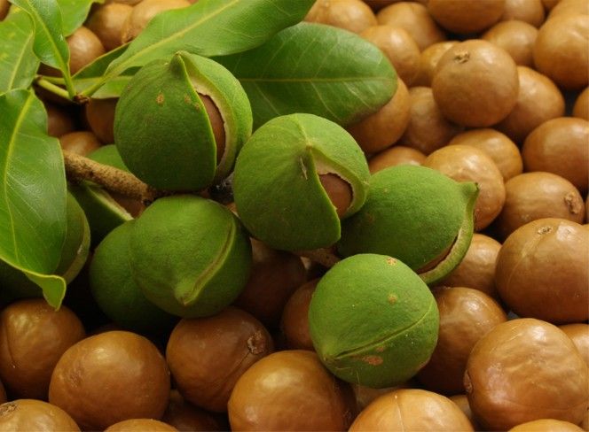 NUECES DE MACADAMIA SIN CÁSCARA: ESPECIFICACIONES: NUECES DE MACADAMIA SIN CÁSCARA: EMPAQUE; BOLSAS DE 1000 X 25 KG HUMEDAD: 2-3% TAMAÑO: 22 mm RENDIMIENTO: